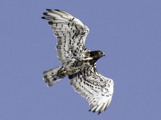  - Short-toed Snake-Eagle