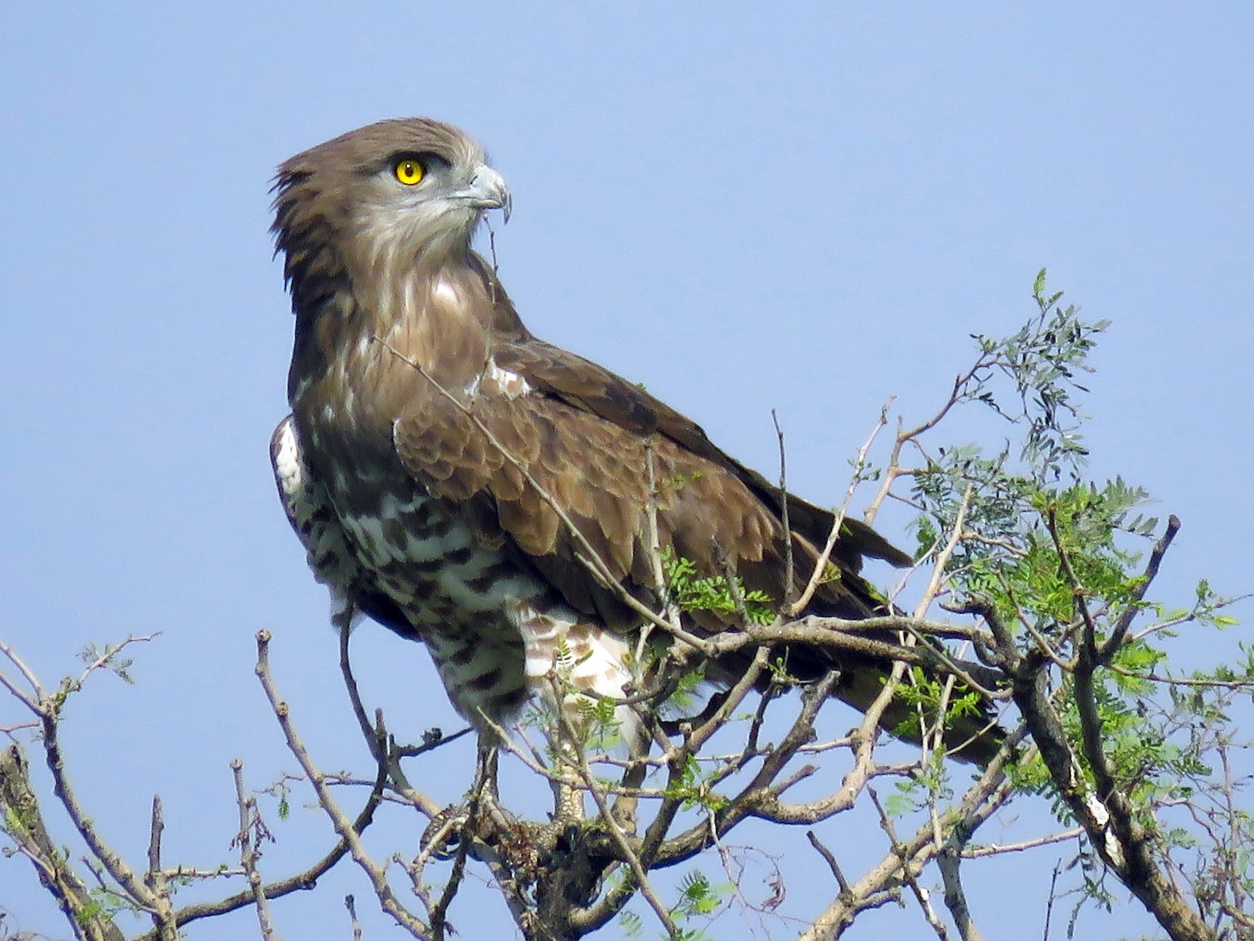 Short-toed Snake-Eagle - Ritvik Singh