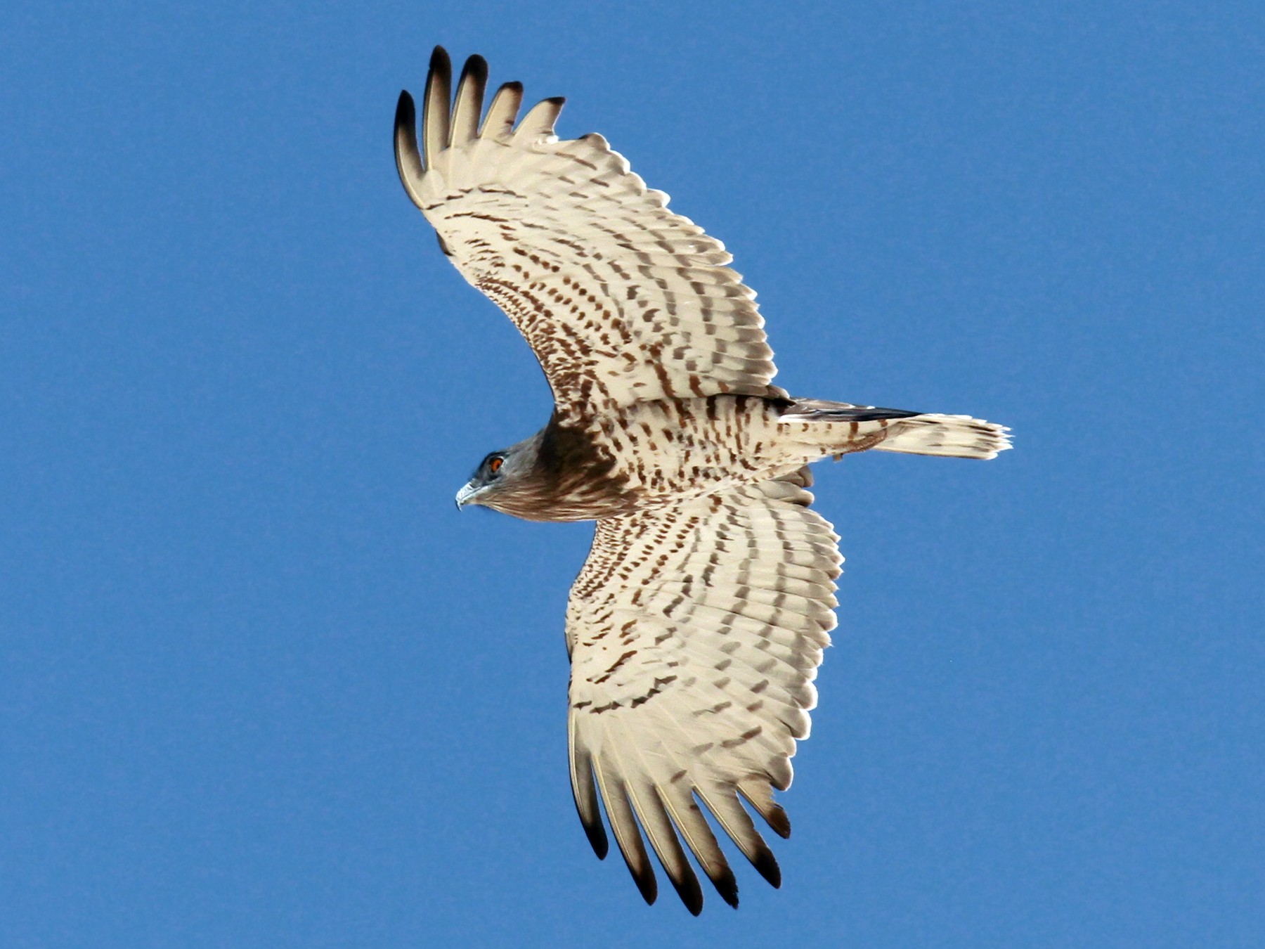 Short-toed Snake-Eagle - eBird