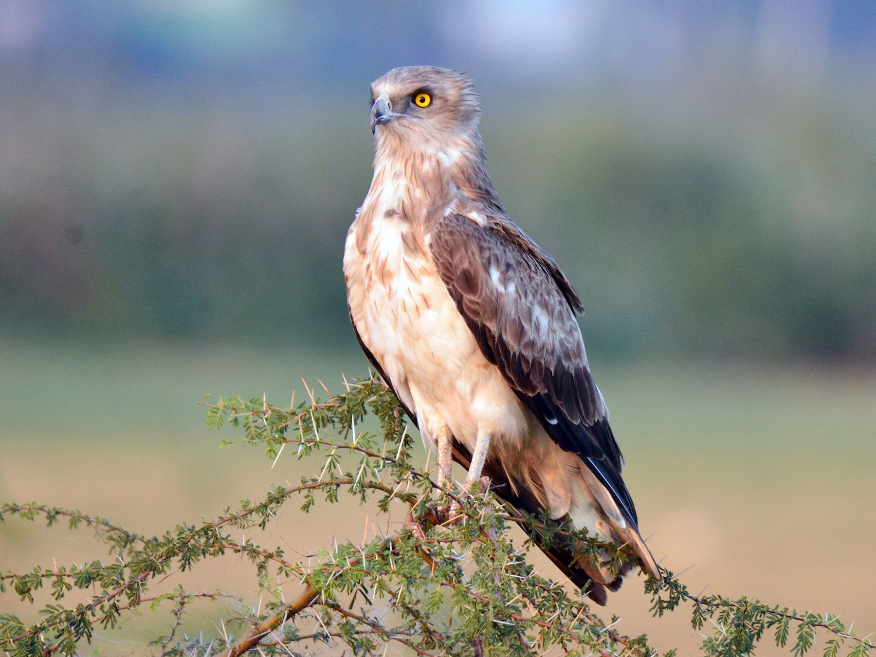 Short-toed Snake-Eagle - eBird