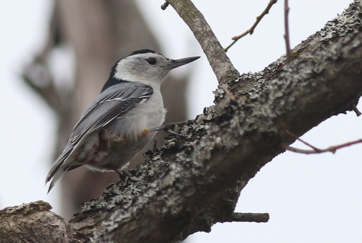 White-breasted Nuthatch - ML54251681