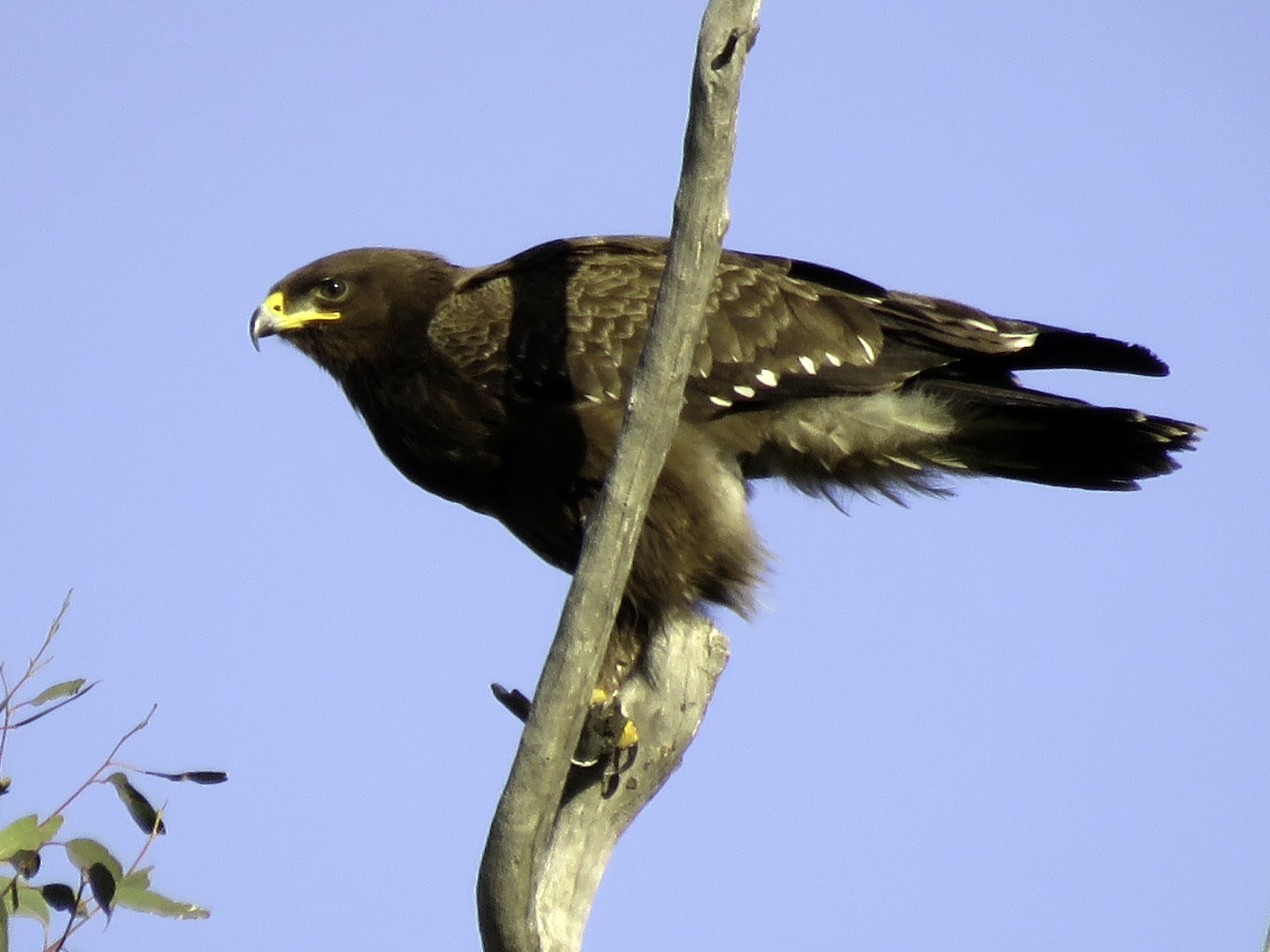 Lesser Spotted Eagle - Pablo Santonja