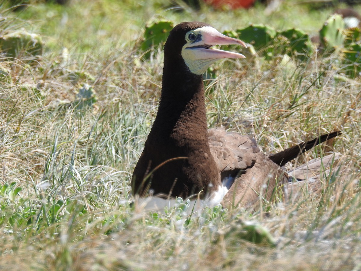 Brown Booby - ML54251971