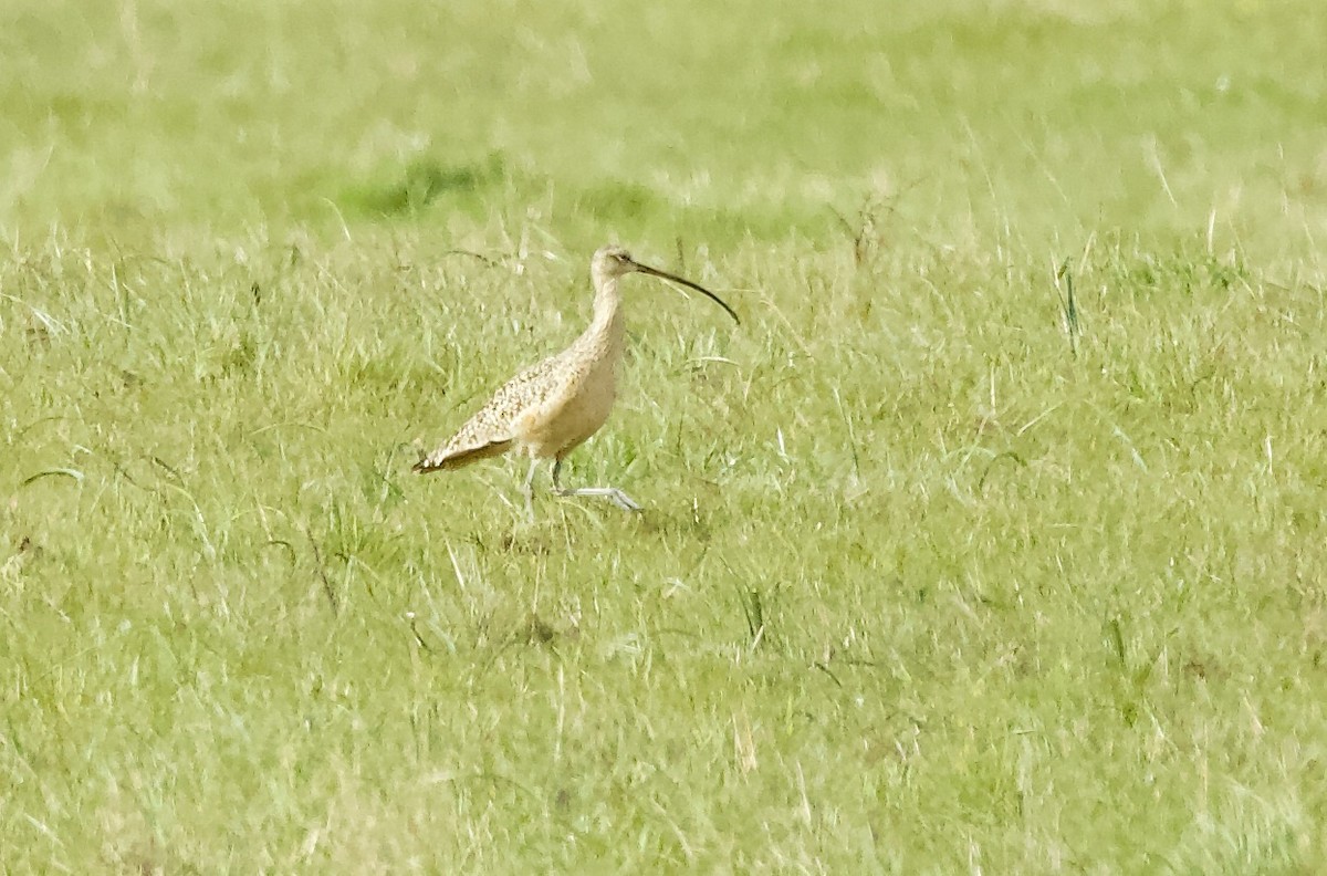 Long-billed Curlew - ML542519741