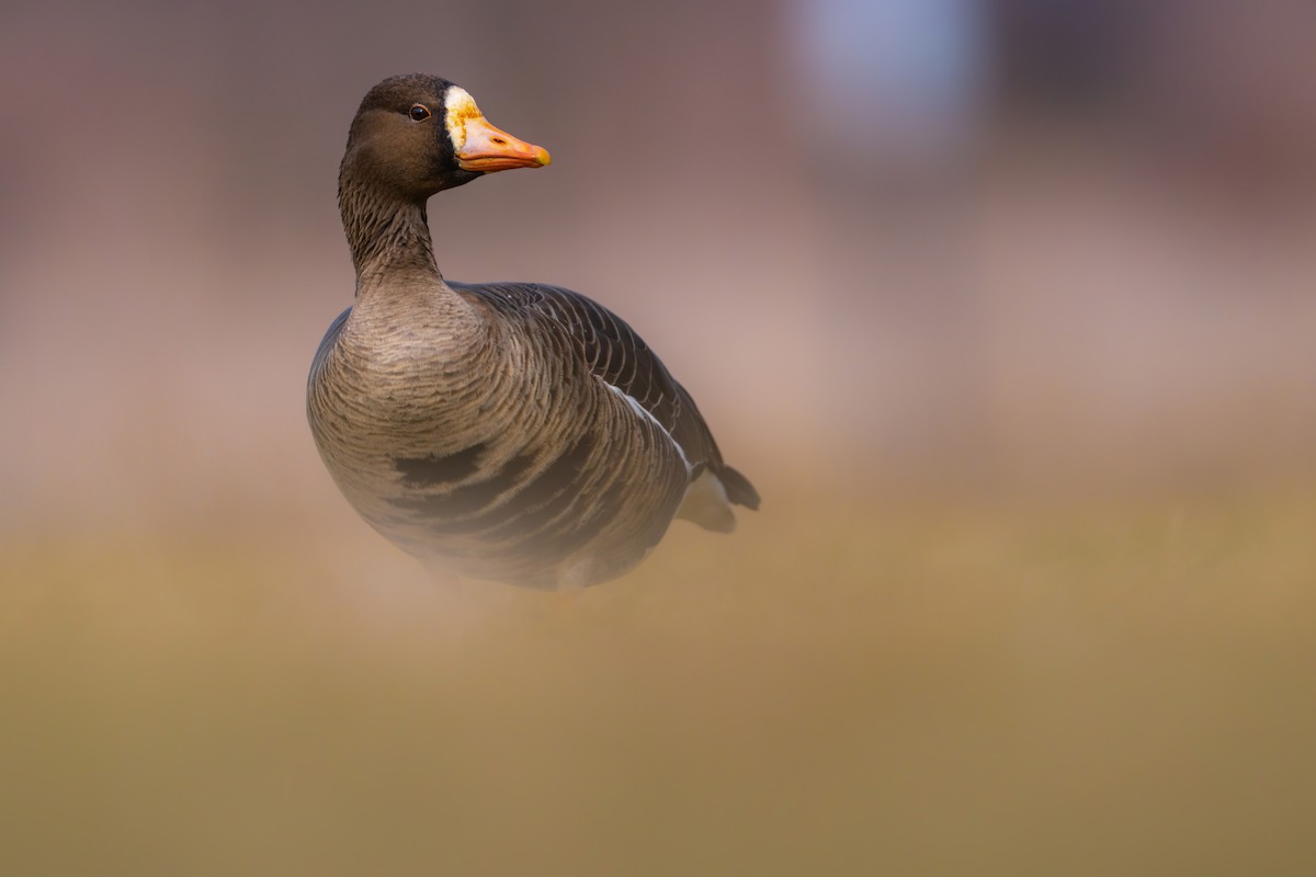 Greater White-fronted Goose - ML542520151