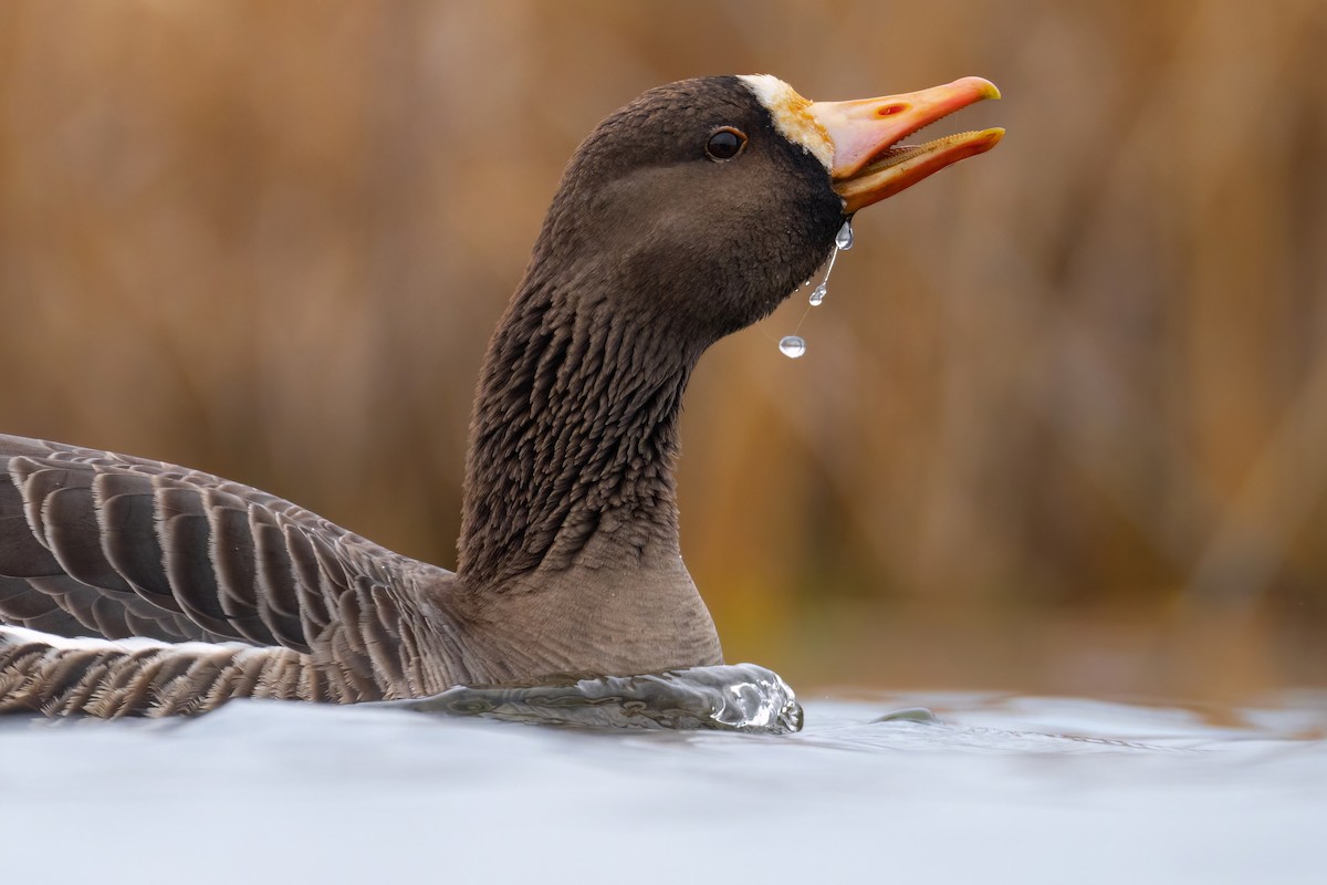 Greater White-fronted Goose - ML542520351
