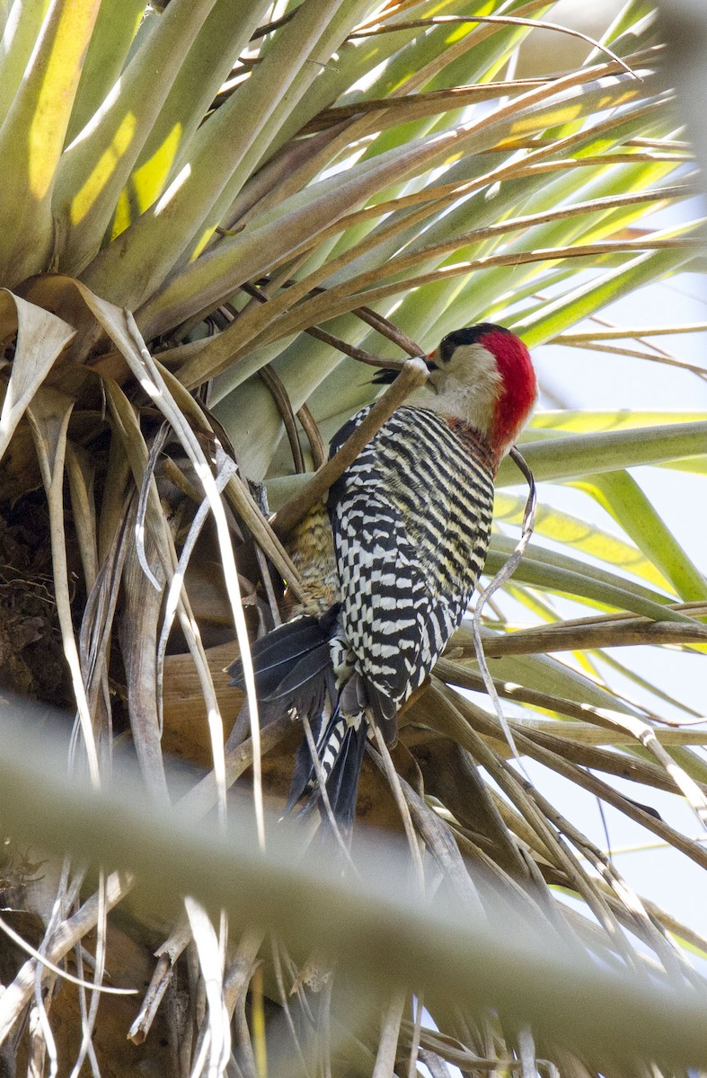 West Indian Woodpecker - Kristof Zyskowski
