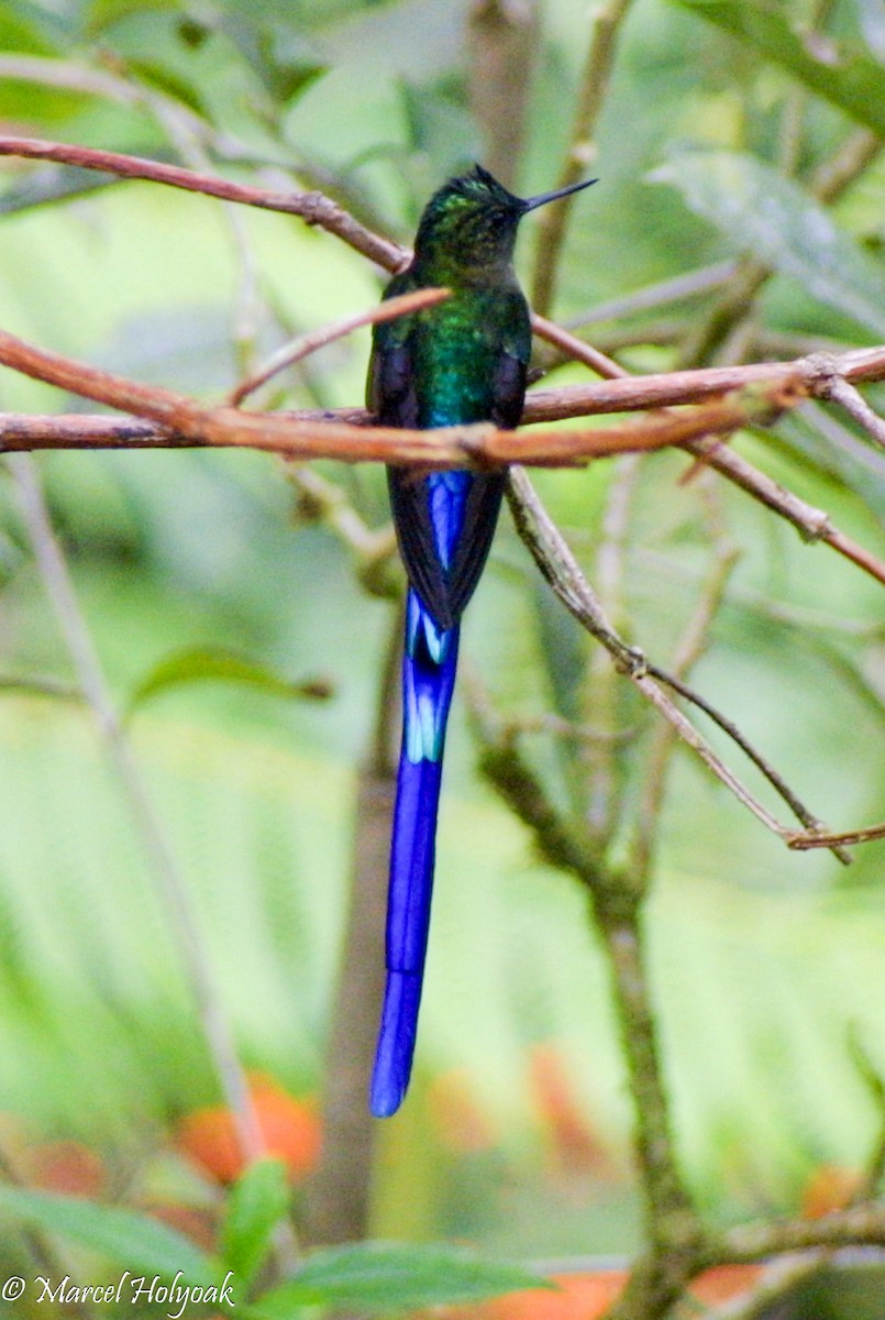 Violet-tailed Sylph - ML542520701