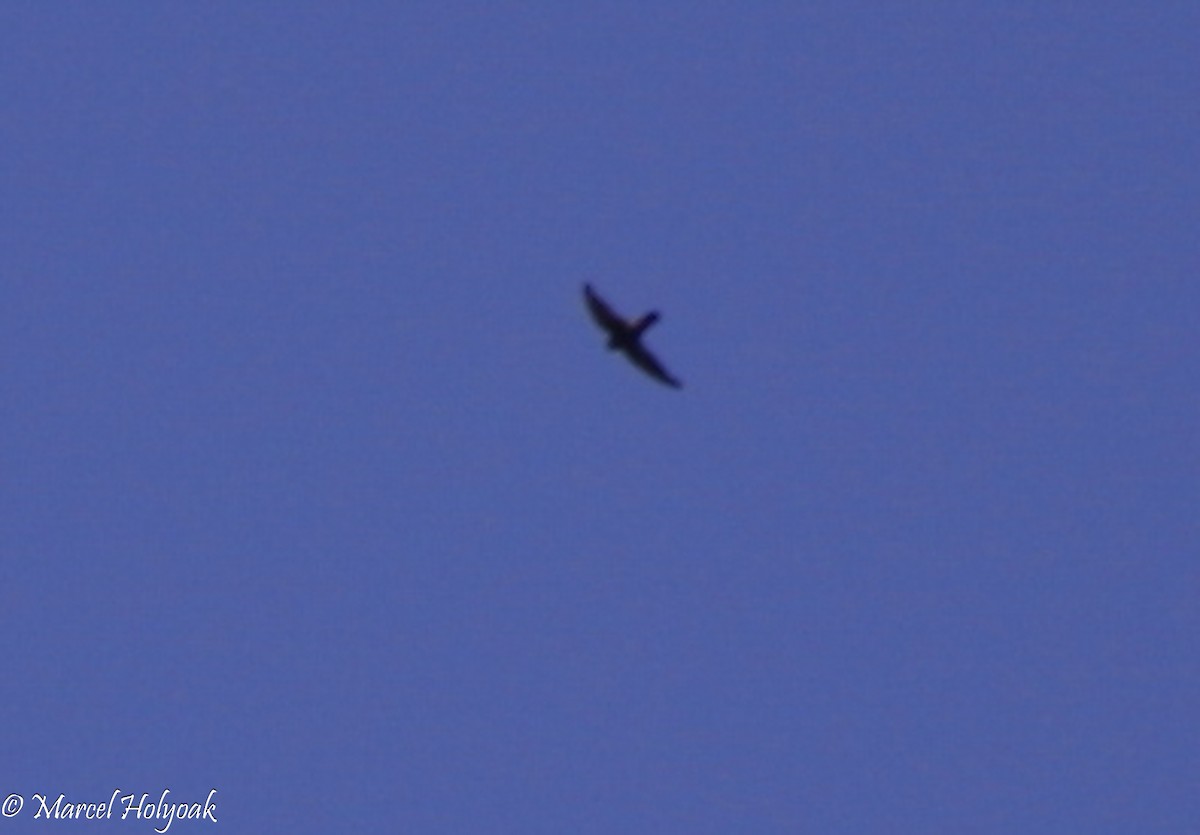 Spot-fronted Swift - ML542520961