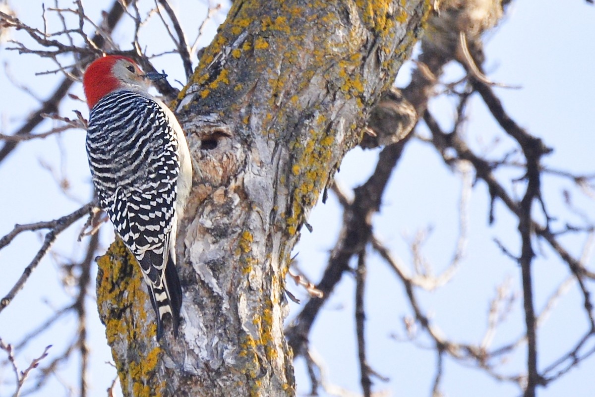 Red-bellied Woodpecker - ML542522021