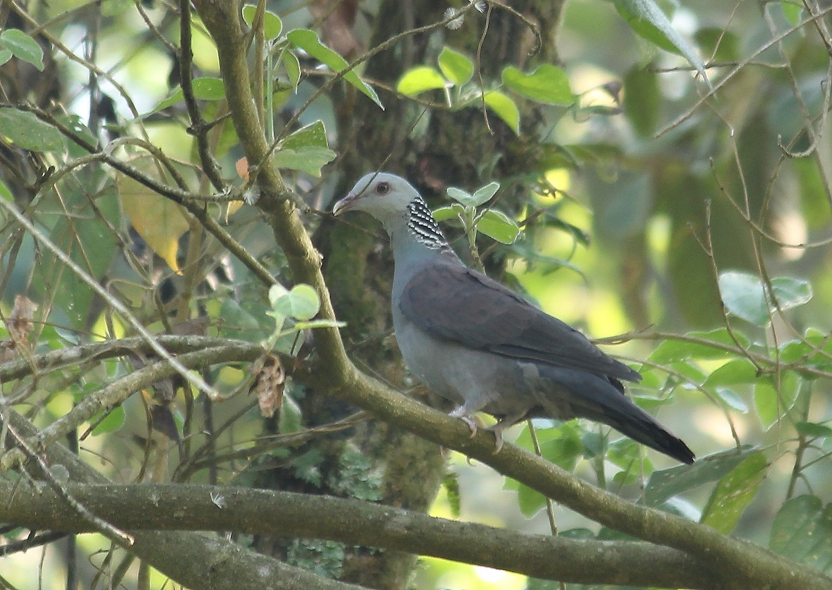 Nilgiri Wood-Pigeon - kuttettan munnar