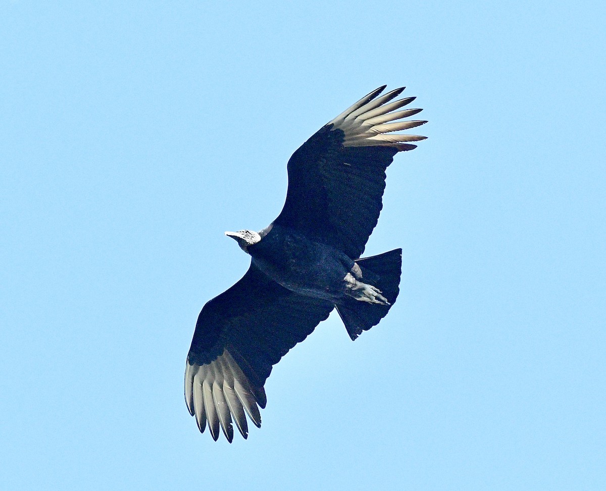 Black Vulture - ML542523791