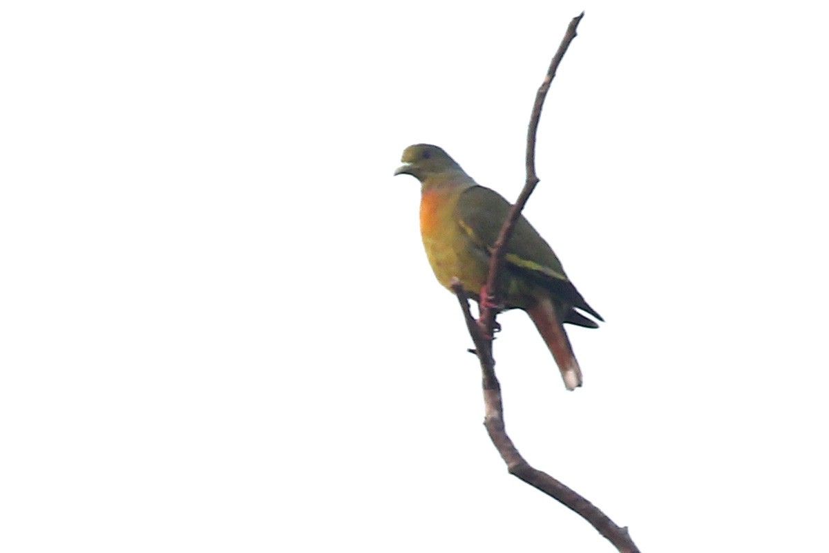 Orange-breasted Green-Pigeon - ML542523891