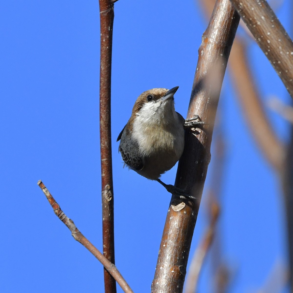 Brown-headed Nuthatch - ML542524561