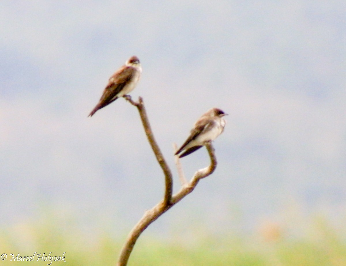 Southern Rough-winged Swallow - ML542524771