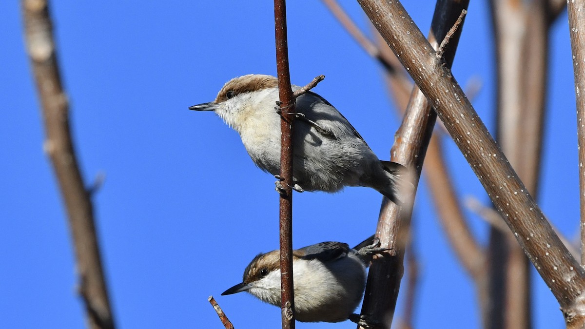 Brown-headed Nuthatch - ML542524861