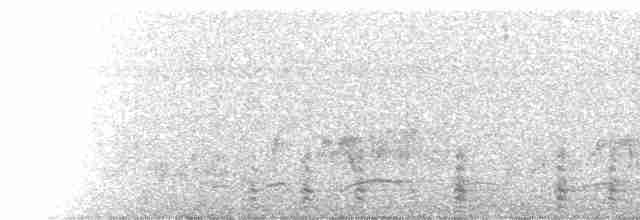  - Malabar Pied-Hornbill