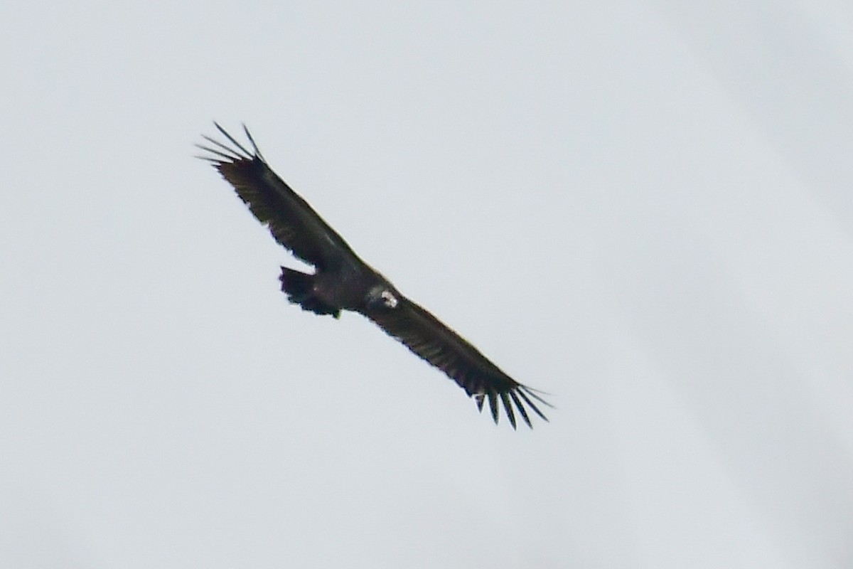 Cinereous Vulture - ML542526061