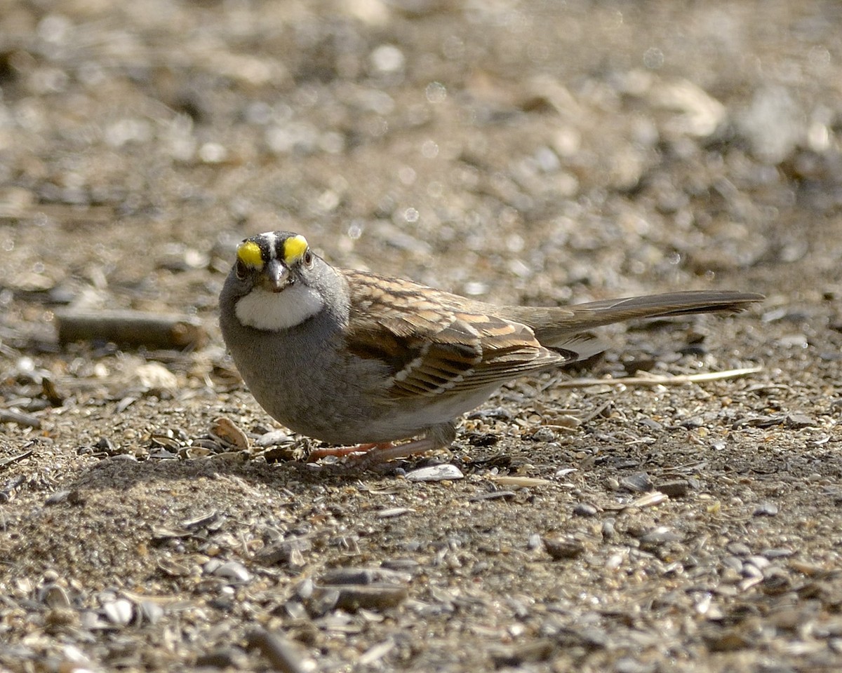 White-throated Sparrow - ML54252781
