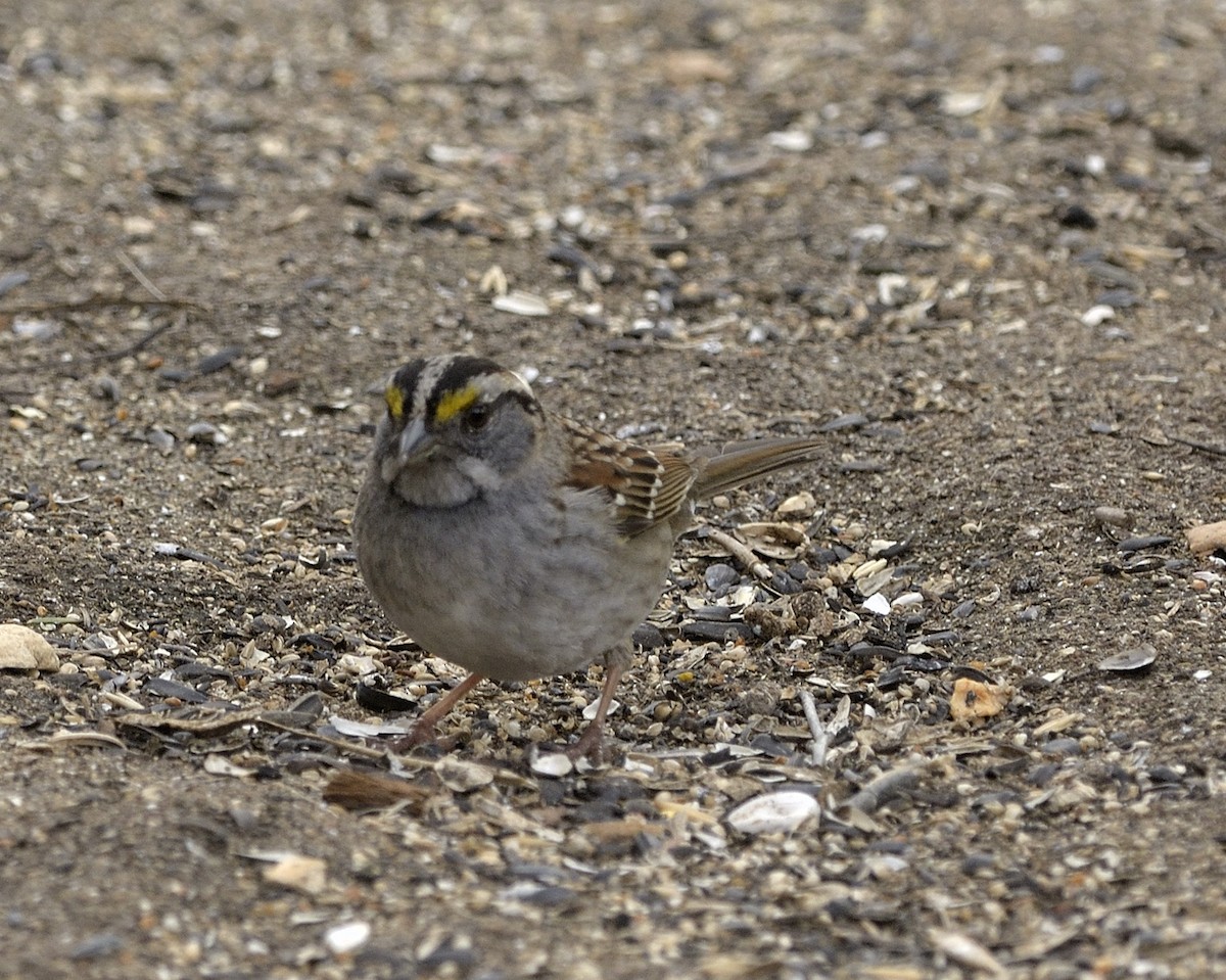 White-throated Sparrow - ML54252791
