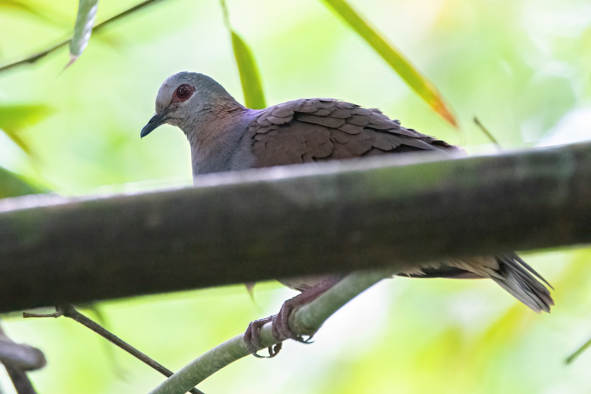 Sao Tome Pigeon - Moishie Hersko