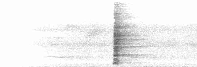  - Rufous-necked Hornbill