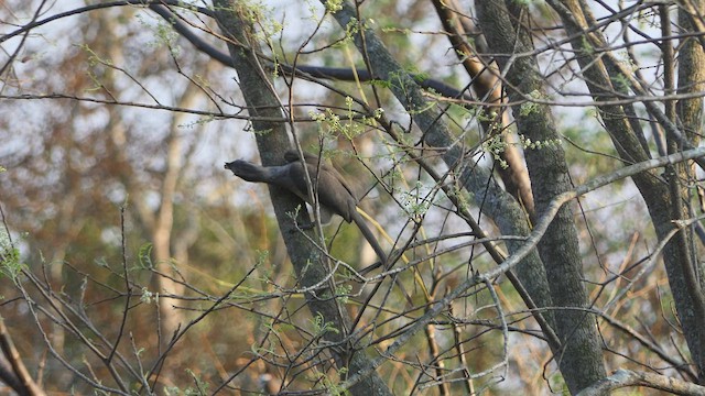 Indian Gray Hornbill - ML542532081