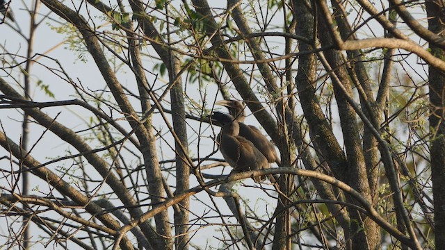 Indian Gray Hornbill - ML542532221