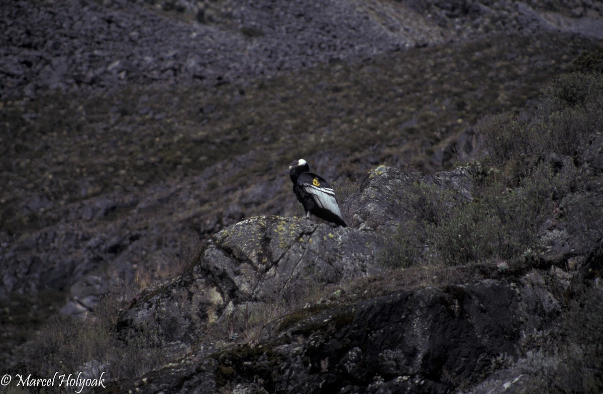 Andean Condor - Marcel Holyoak