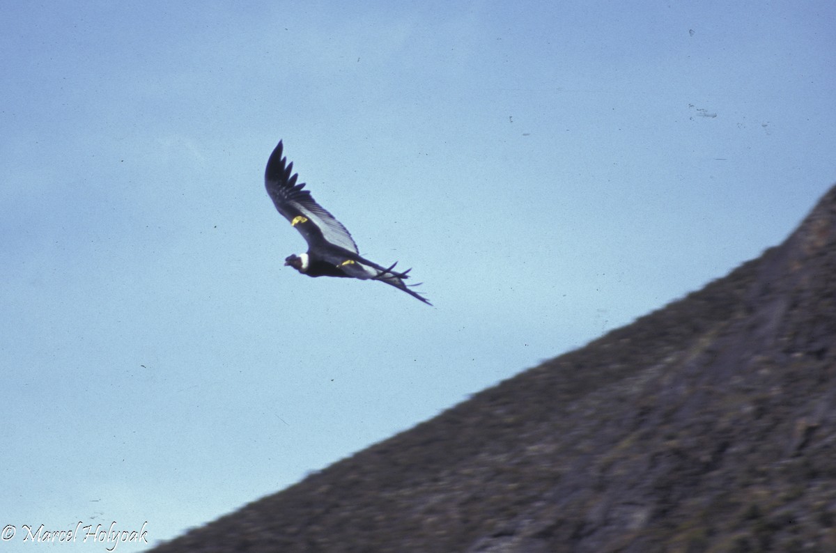 Condor des Andes - ML542532501
