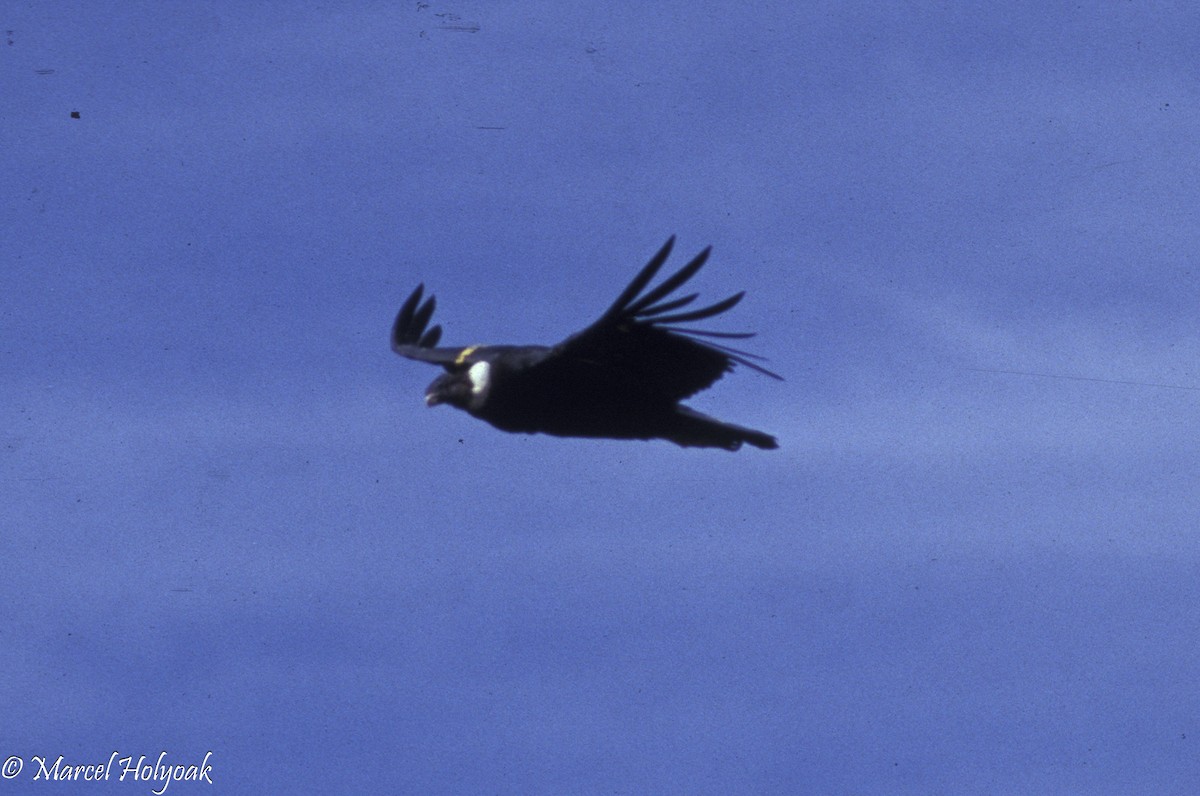 Andean Condor - Marcel Holyoak