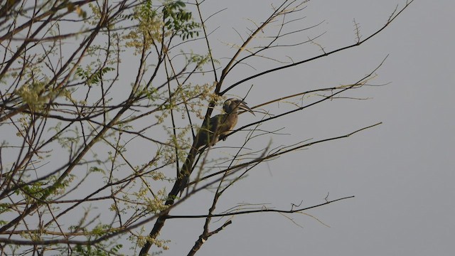 Indian Gray Hornbill - ML542534091