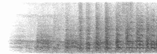  - Narcondam Hornbill