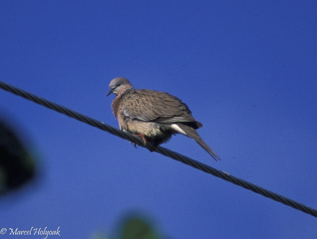 Spotted Dove - ML542536101
