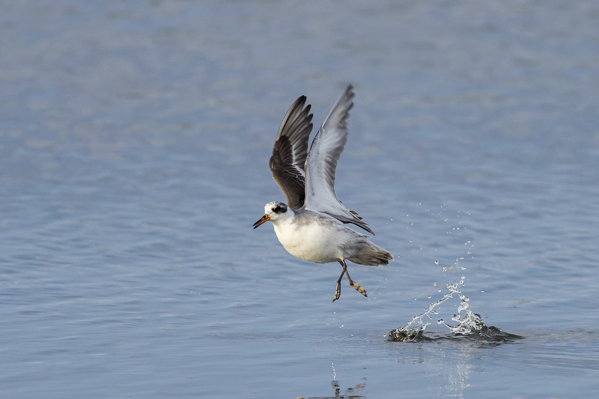 Red Phalarope - ML542536541