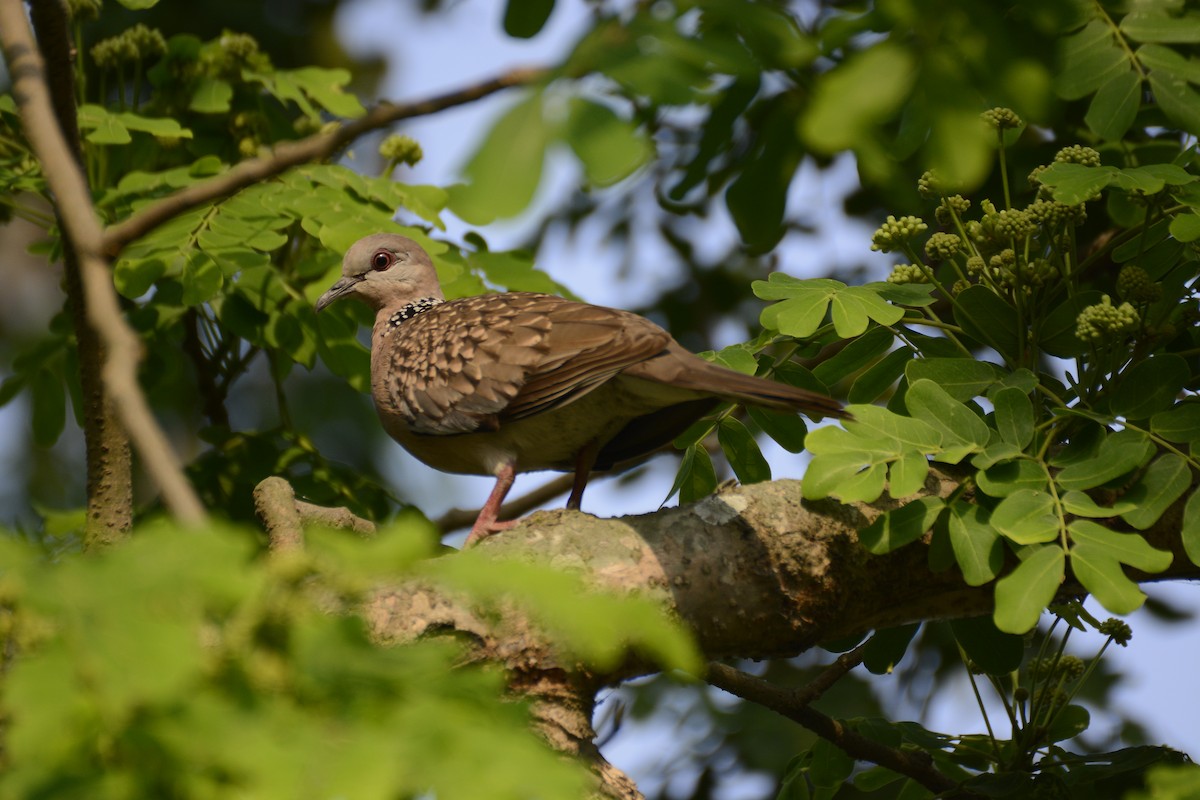 Spotted Dove (Western) - ML542538101