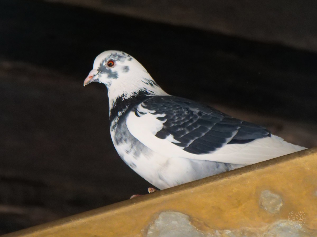 Rock Pigeon (Feral Pigeon) - Bob Izumi