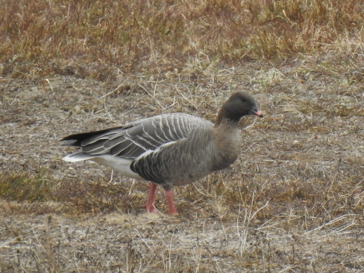 Pink-footed Goose - ML542540241