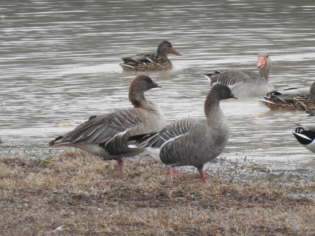 Pink-footed Goose - ML542540321