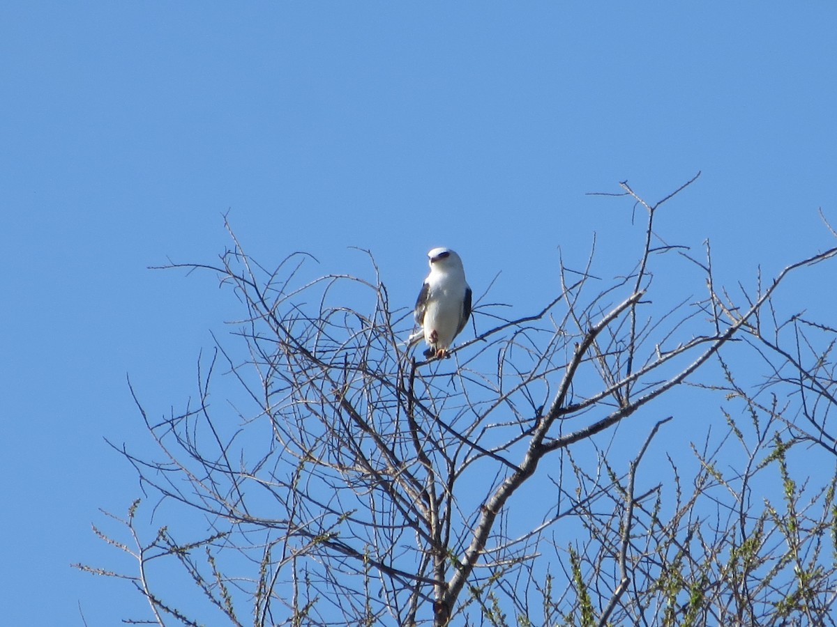 White-tailed Kite - ML542544331