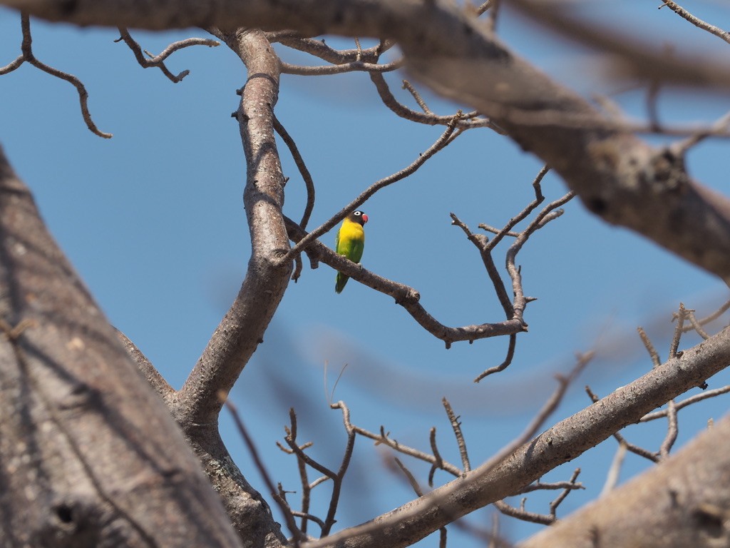 Yellow-collared Lovebird - ML542545041