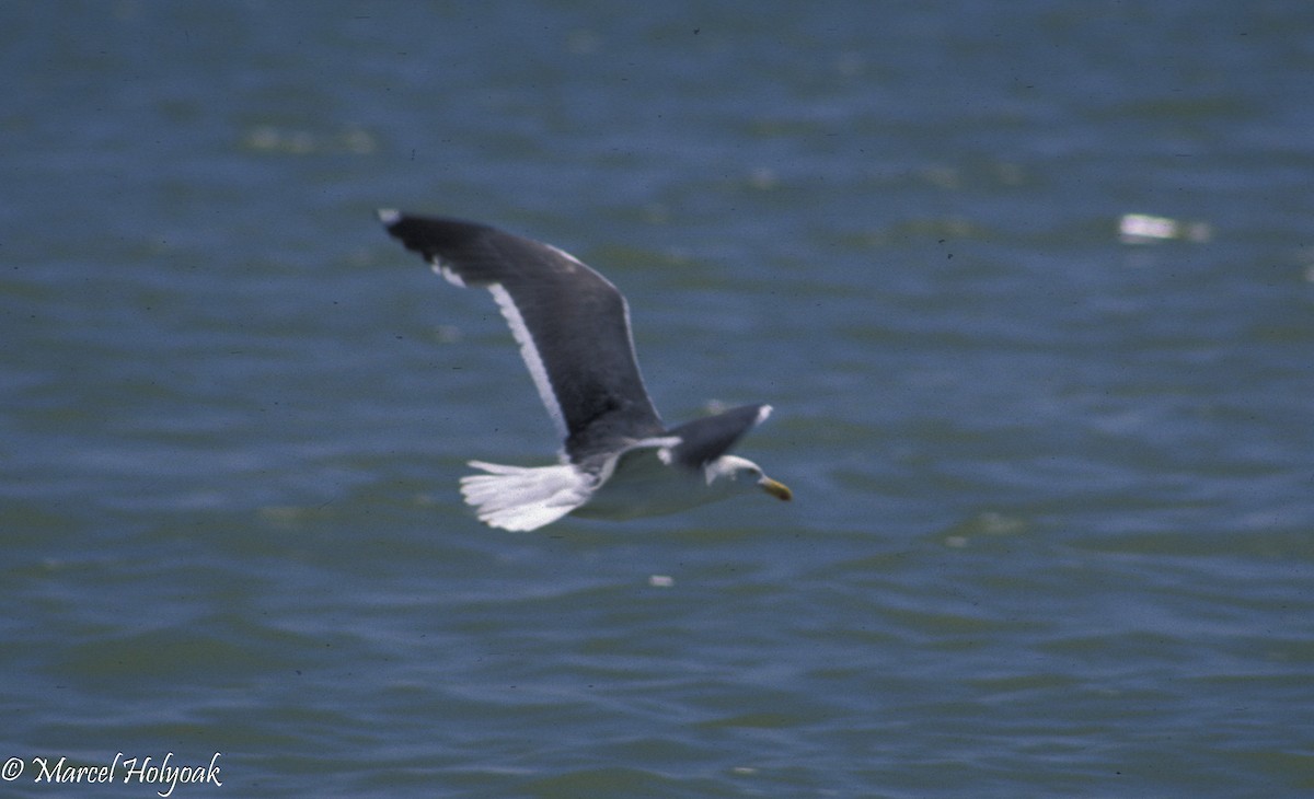 Yellow-footed Gull - ML542546931