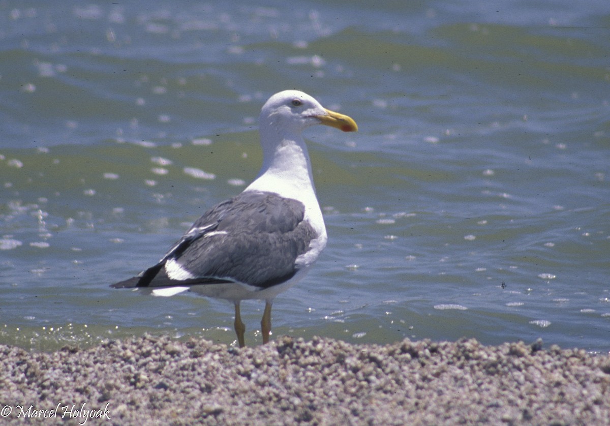 Yellow-footed Gull - ML542546941