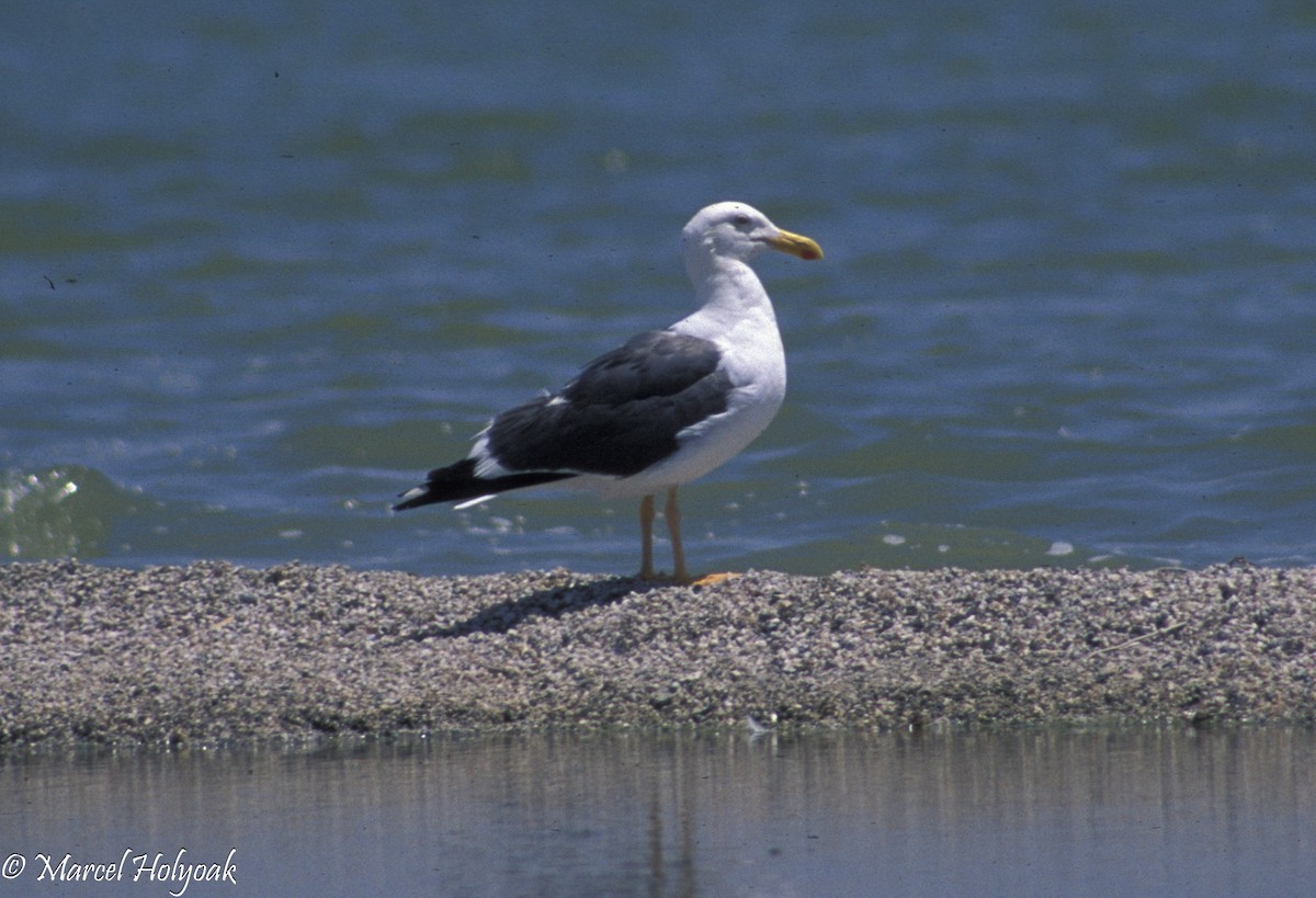 Yellow-footed Gull - ML542546951
