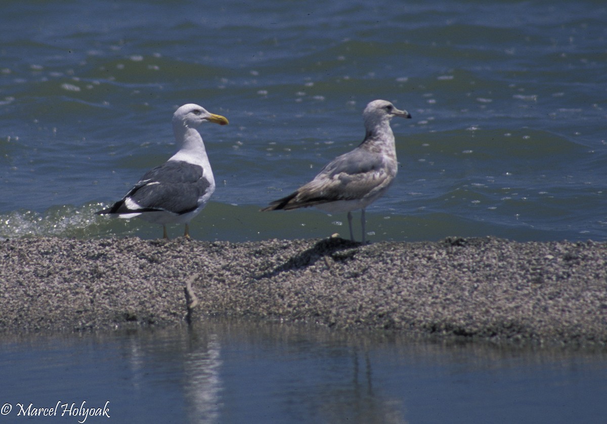 Yellow-footed Gull - ML542546961