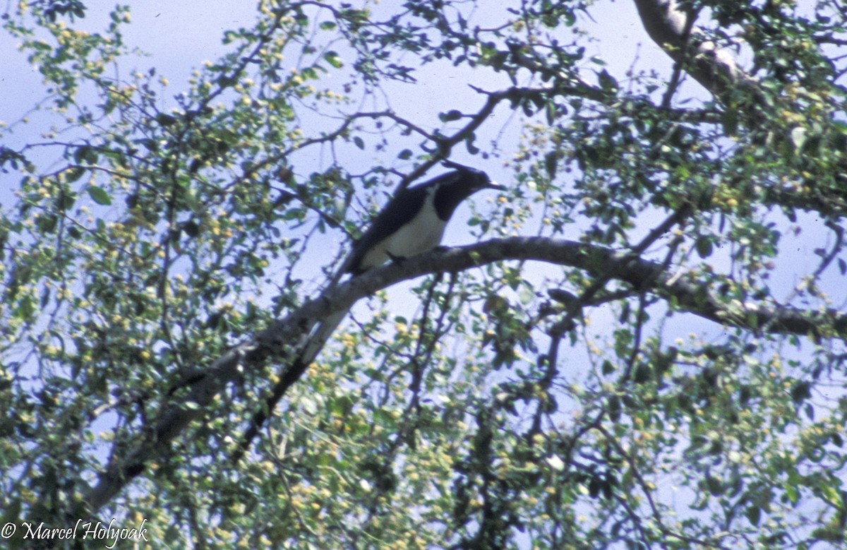Black-throated Magpie-Jay - ML542547621