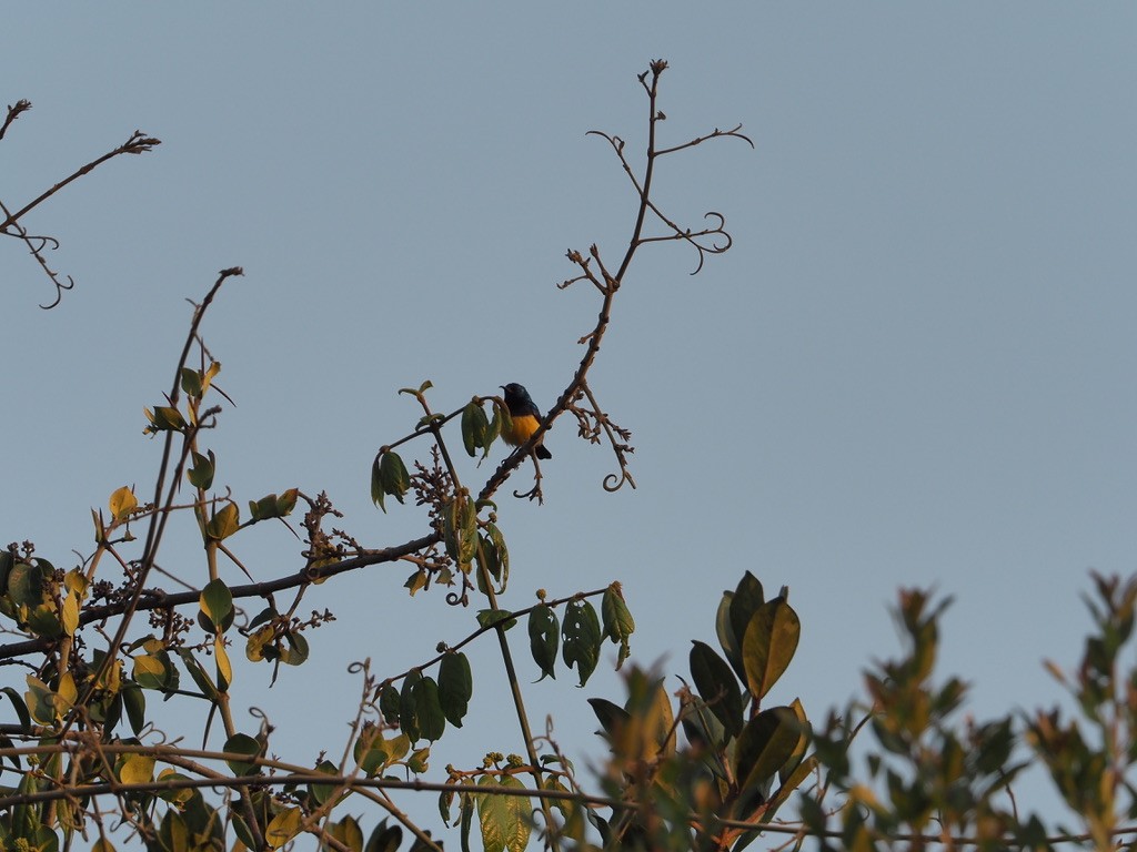 Variable Sunbird (Yellow-bellied) - ML542547671