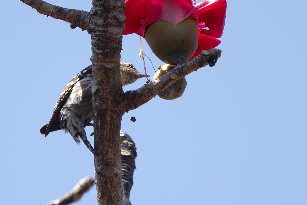 Brown-capped Pygmy Woodpecker - ML542548131