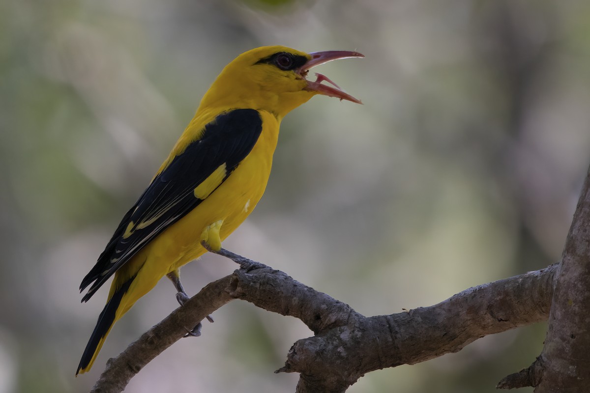 Indian Golden Oriole - ML542548291