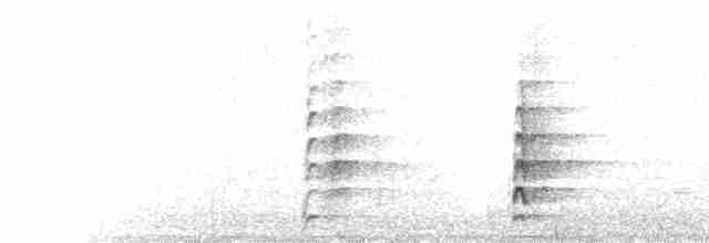  - Crested Kingfisher